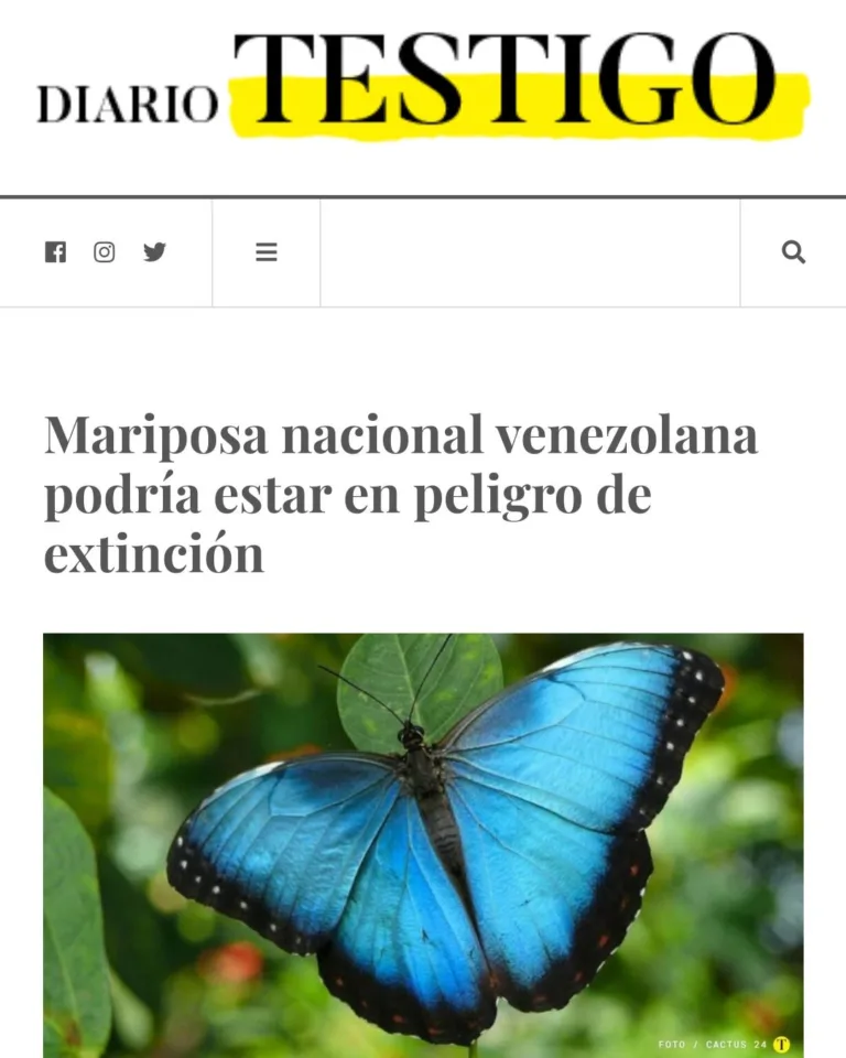 Diario Testigo | Portafolio de Redactor SEO | Portfolio Copywriter SEO